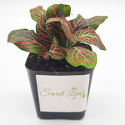 Mini Pink Fittonia albivenis verschaffeltii - Sweet Leaf Nursery