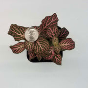 Mini Pink Fittonia albivenis verschaffeltii - Sweet Leaf Nursery