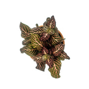 Mini Pink Fittonia albivenis verschaffeltii - Sweet Leaf Nursery