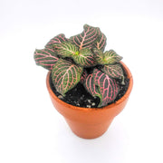 Mini Pink Fittonia albivenis verschaffeltii - Sweet Leaf Nursery