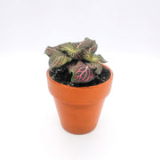 Mini Pink Fittonia albivenis verschaffeltii - Sweet Leaf Nursery