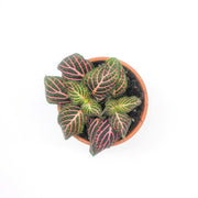 Mini Pink Fittonia albivenis verschaffeltii - Sweet Leaf Nursery