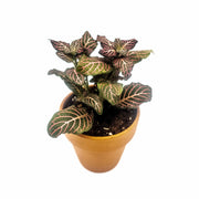 Mini Pink Fittonia albivenis verschaffeltii - Sweet Leaf Nursery