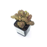 Mini Pink Fittonia albivenis verschaffeltii - Sweet Leaf Nursery