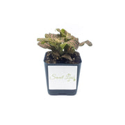 Mini Pink Fittonia albivenis verschaffeltii - Sweet Leaf Nursery