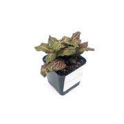 Mini Pink Fittonia albivenis verschaffeltii - Sweet Leaf Nursery