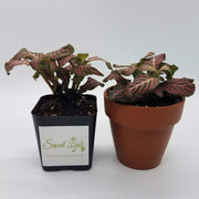 Mini Pink Fittonia albivenis verschaffeltii - Sweet Leaf Nursery