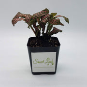 Mini Pink Fittonia albivenis verschaffeltii - Sweet Leaf Nursery