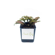 Mini Pink Fittonia albivenis verschaffeltii - Sweet Leaf Nursery