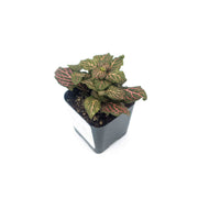 Mini Pink Fittonia albivenis verschaffeltii - Sweet Leaf Nursery