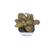 Mini Pink Fittonia albivenis verschaffeltii - Sweet Leaf Nursery