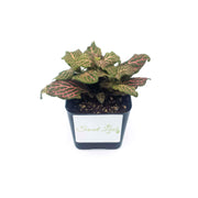 Mini Pink Fittonia albivenis verschaffeltii - Sweet Leaf Nursery