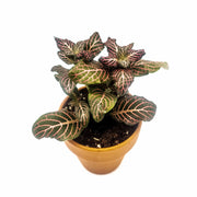 Mini Pink Fittonia albivenis verschaffeltii - Sweet Leaf Nursery