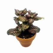 Mini Pink Fittonia albivenis verschaffeltii - Sweet Leaf Nursery