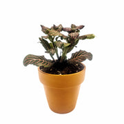 Mini Pink Fittonia albivenis verschaffeltii - Sweet Leaf Nursery