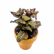 Mini Pink Fittonia albivenis verschaffeltii - Sweet Leaf Nursery