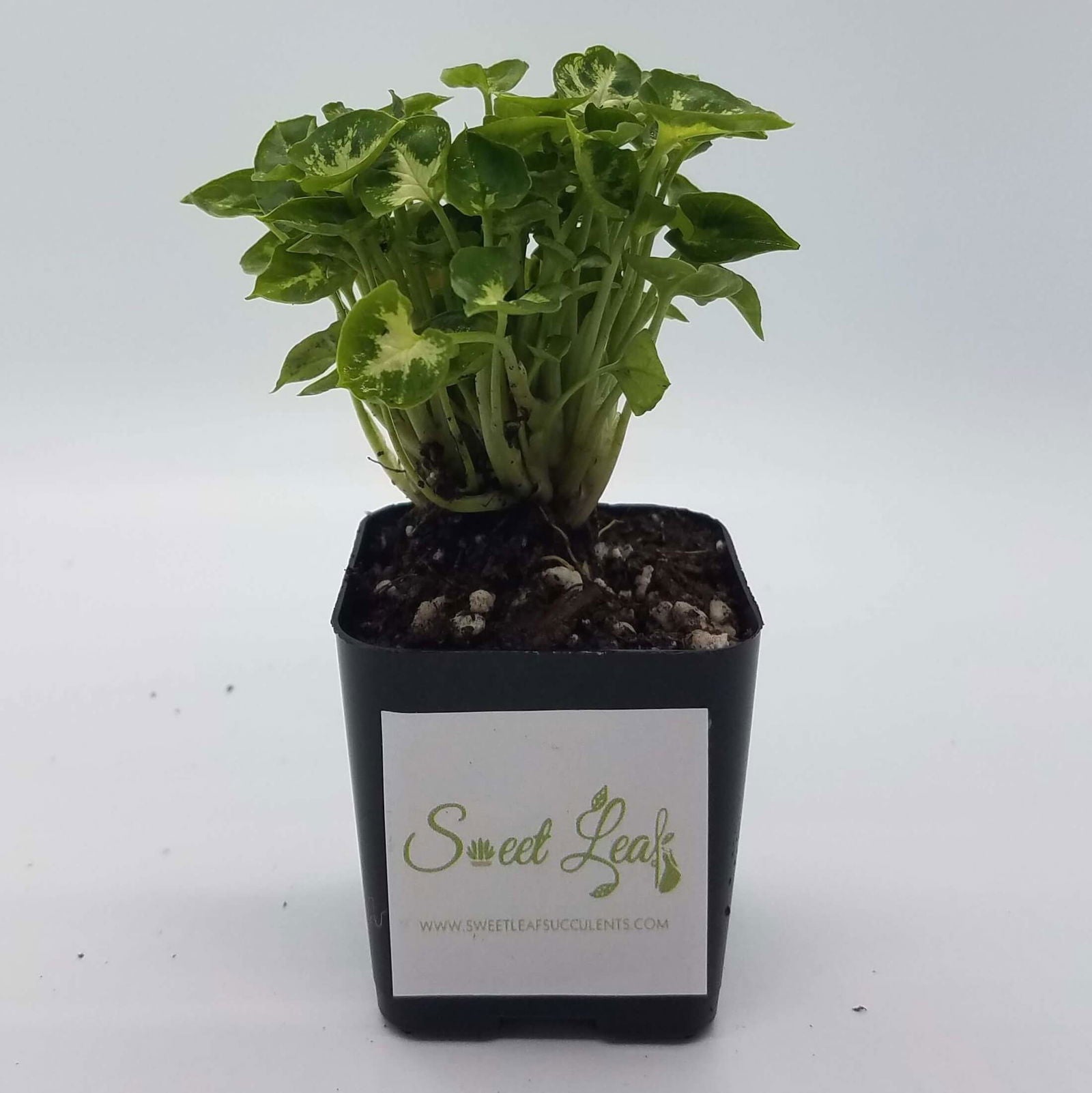 pixie succulent Mini Pixie' Syngonium – Sweet Leaf Nursery