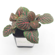 Mini Red Fittonia albivenis verschaffeltii - Sweet Leaf Nursery