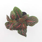 Mini Red Fittonia albivenis verschaffeltii - Sweet Leaf Nursery