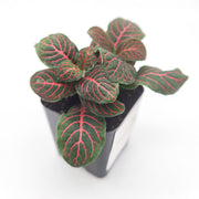 Mini Red Fittonia albivenis verschaffeltii - Sweet Leaf Nursery