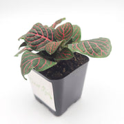 Mini Red Fittonia albivenis verschaffeltii - Sweet Leaf Nursery