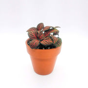 Mini Red Fittonia albivenis verschaffeltii - Sweet Leaf Nursery