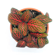 Mini Red Fittonia albivenis verschaffeltii - Sweet Leaf Nursery