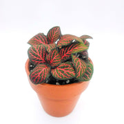 Mini Red Fittonia albivenis verschaffeltii - Sweet Leaf Nursery