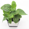 Mini White Fittonia albivenis verschaffeltii - Sweet Leaf Nursery