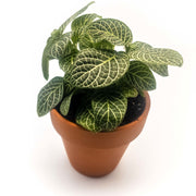 Mini White Fittonia albivenis verschaffeltii - Sweet Leaf Nursery