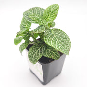 Mini White Fittonia albivenis verschaffeltii - Sweet Leaf Nursery