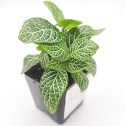 Mini White Fittonia albivenis verschaffeltii - Sweet Leaf Nursery