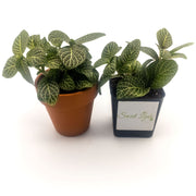 Mini White Fittonia albivenis verschaffeltii - Sweet Leaf Nursery