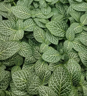 Mini White Fittonia albivenis verschaffeltii - Sweet Leaf Nursery