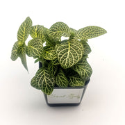 Mini White Fittonia albivenis verschaffeltii - Sweet Leaf Nursery