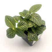 Mini White Fittonia albivenis verschaffeltii - Sweet Leaf Nursery