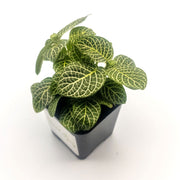 Mini White Fittonia albivenis verschaffeltii - Sweet Leaf Nursery