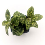 Mini White Fittonia albivenis verschaffeltii - Sweet Leaf Nursery