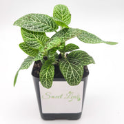 Mini White Fittonia albivenis verschaffeltii - Sweet Leaf Nursery