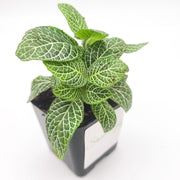 Mini White Fittonia albivenis verschaffeltii - Sweet Leaf Nursery