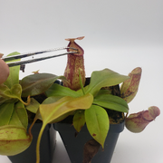 Osmocote - 14-14-14 - Carnivorous Plant Food - Sweet Leaf Nursery