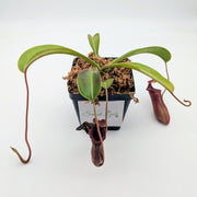 Large Nepenthes Briggsiana