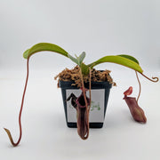 Large Nepenthes Briggsiana