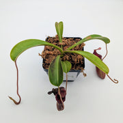 Large Nepenthes Briggsiana