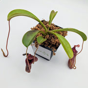 Large Nepenthes Briggsiana