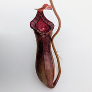 Large Nepenthes Briggsiana