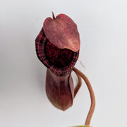 Large Nepenthes Briggsiana