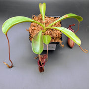 Large Nepenthes Briggsiana