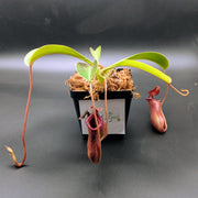 Large Nepenthes Briggsiana