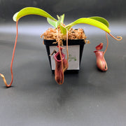 Large Nepenthes Briggsiana